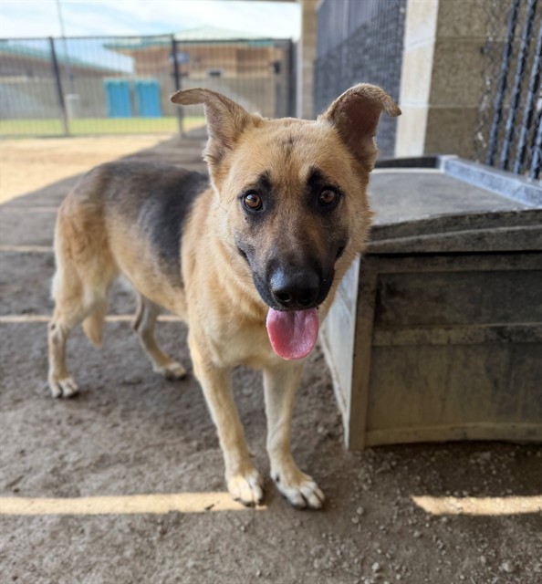 Frankie, a German Shepherd (mix breed), available for adoption