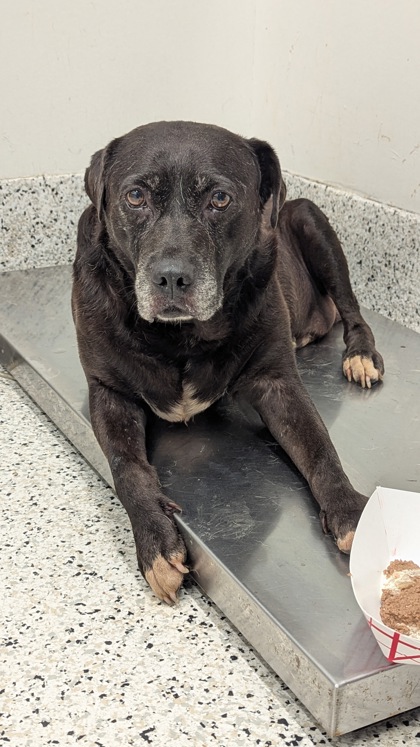 Adoptable pet photo