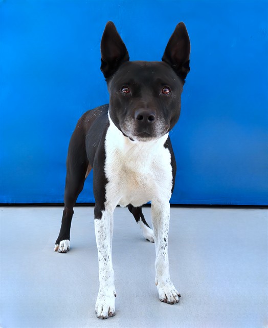 Adoptable pet photo