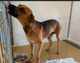 Other Photos of thie Dog