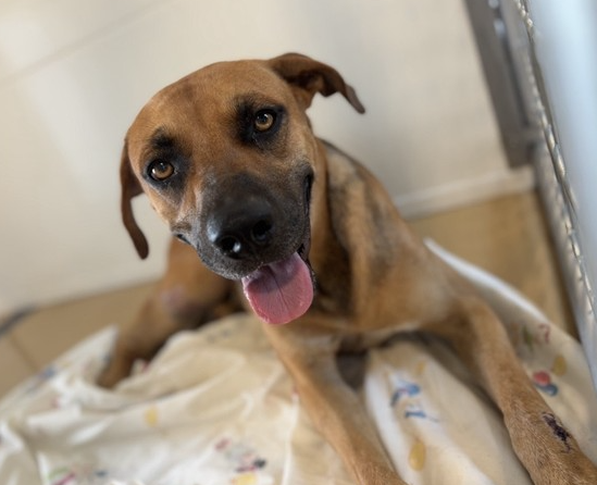 Zennin, a Pit Bull Terrier (mix breed), available for adoption