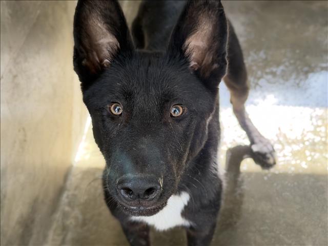 Adoptable pet photo