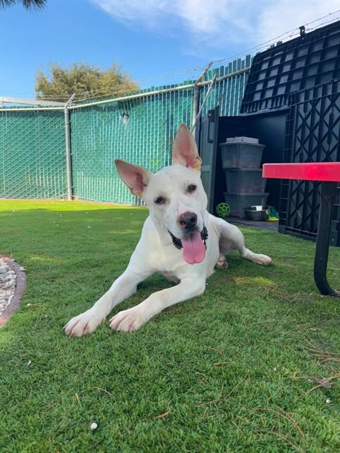 Adoptable pet photo