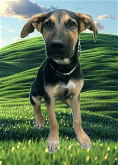 Adoptable pet photo