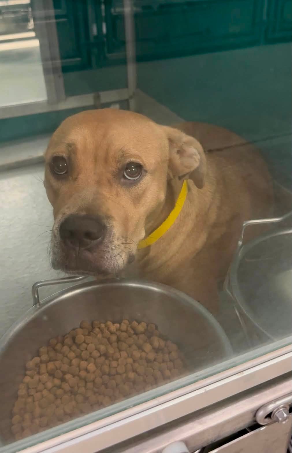 Adoptable pet photo