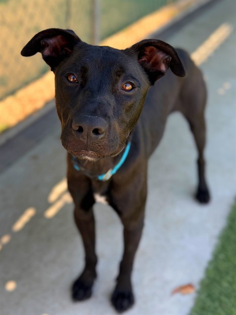 Adoptable pet photo