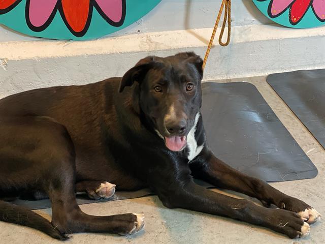 Oreo, a Labrador Retriever, available for adoption