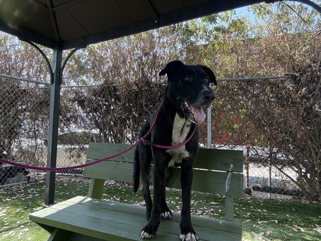 Adoptable pet photo