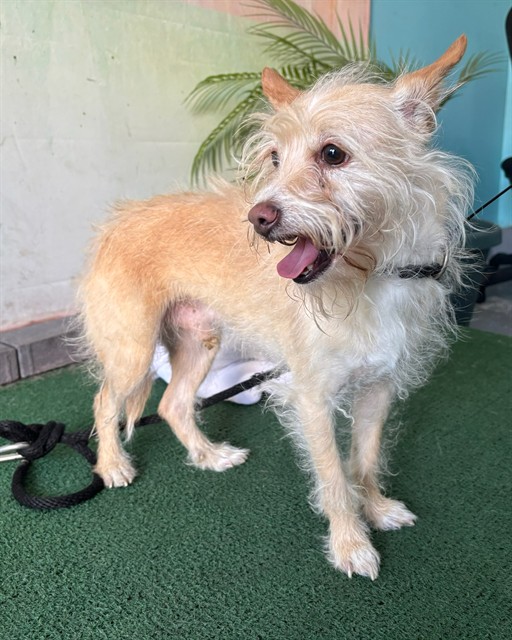 Adoptable pet photo