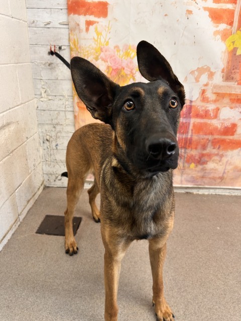 Belgian Shepherd Malinois available for adoption