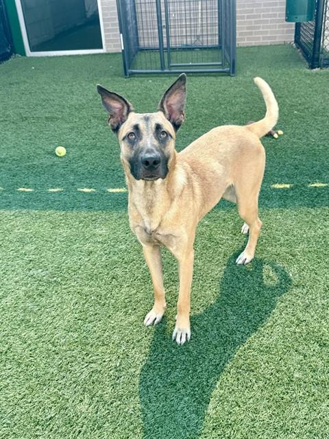 Charlie, a Black Mouth Cur (mix breed), available for adoption