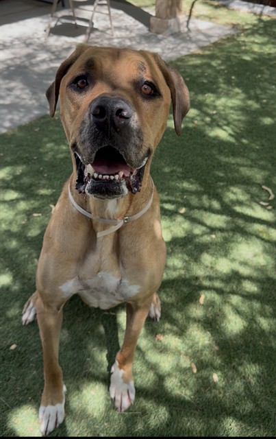 Zoey, a Mastiff, available for adoption