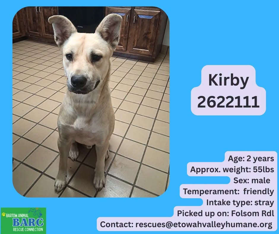 Kirby, a Shepherd, available for adoption