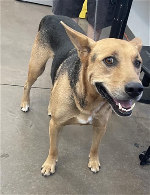 Max, a Shepherd (mix breed), available for adoption
