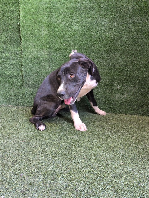 Sugar, a Labrador Retriever, available for adoption