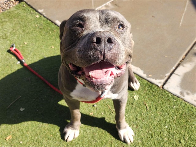 Orson, a Bullmastiff (mix breed), available for adoption
