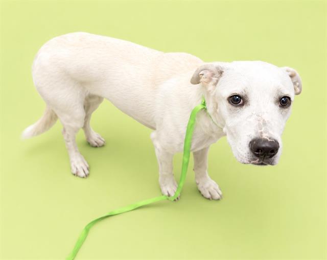 Casper, a Labrador Retriever (mix breed), available for adoption