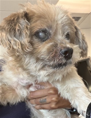 Venice, a Shih Tzu, available for adoption