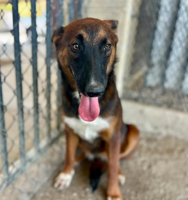 Espeon, a Belgian Shepherd Malinois (mix breed), available for adoption