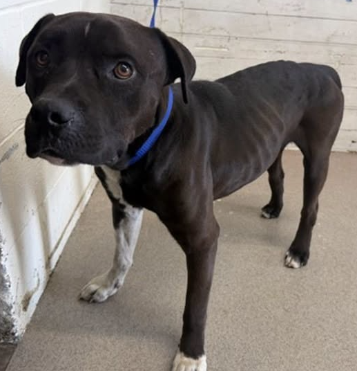 A596174, a Pit Bull Terrier, available for adoption