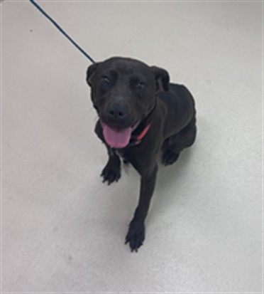 Lindsey, a Pit Bull Terrier (mix breed), available for adoption