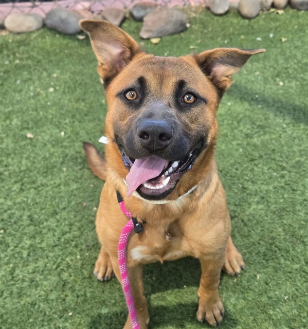 Maggie, a German Shepherd (mix breed), available for adoption