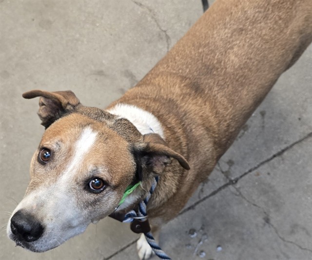 Junior, a American Staffordshire Terrier, available for adoption