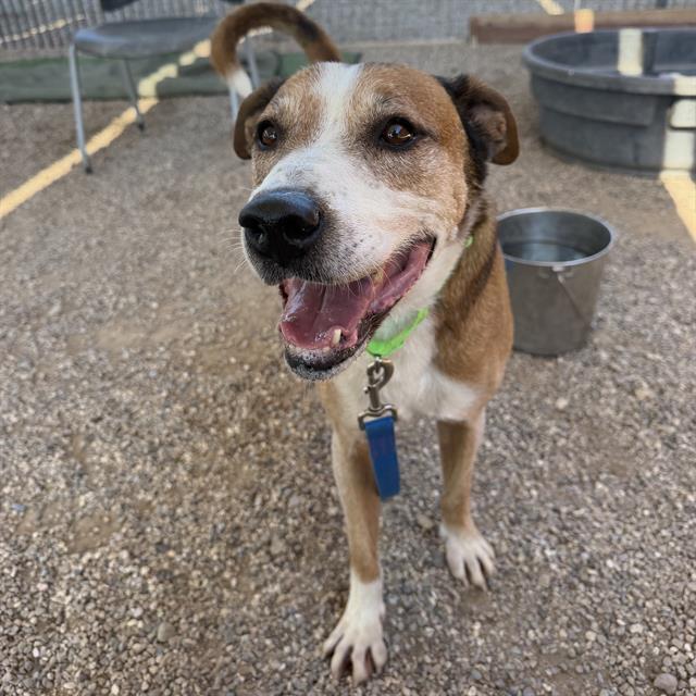 Junior, a American Staffordshire Terrier, available for adoption