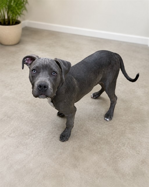 Grape Ape, a Bullmastiff, available for adoption