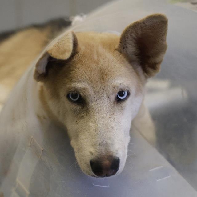 Charlie, a Husky (mix breed), available for adoption