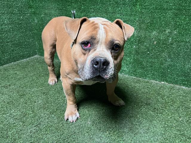 Jasper, a American Bulldog, available for adoption