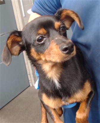 A5800279, a Chihuahua, available for adoption