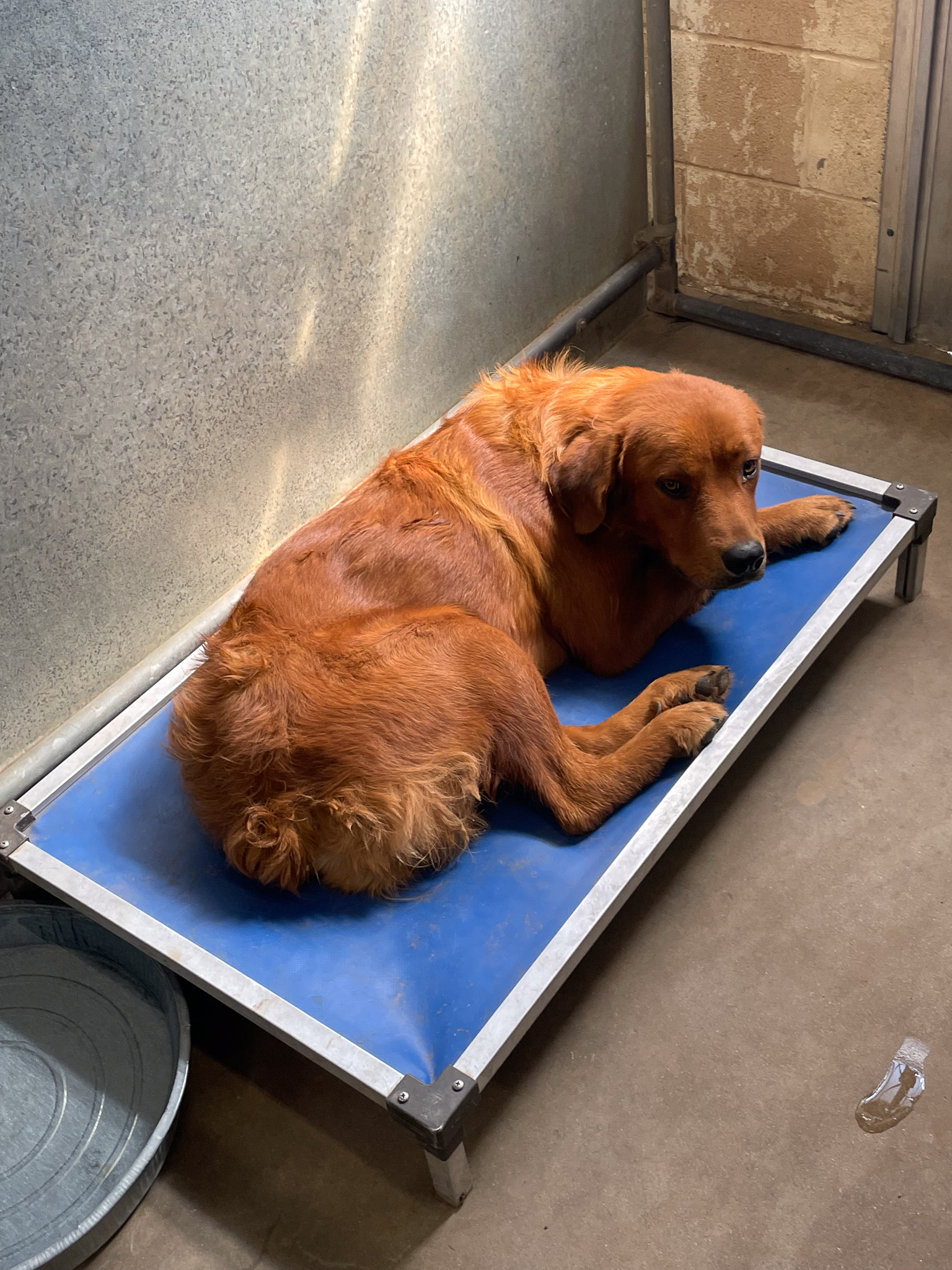 Clifford, a Nova Scotia Duck-Tolling Retriever (mix breed), available for adoption