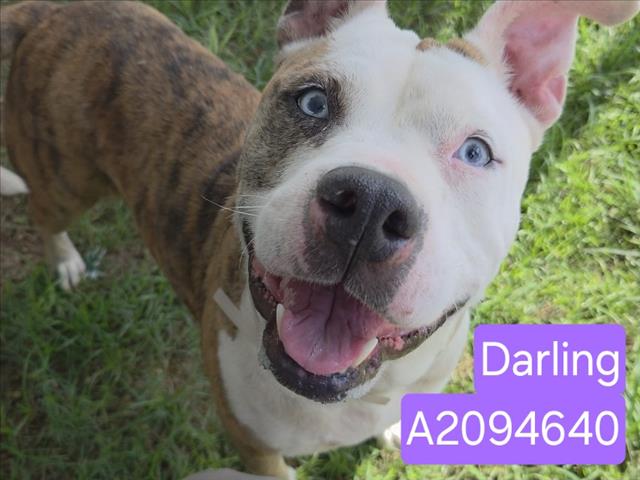Darling, a Staffordshire Bull Terrier (mix breed), available for adoption
