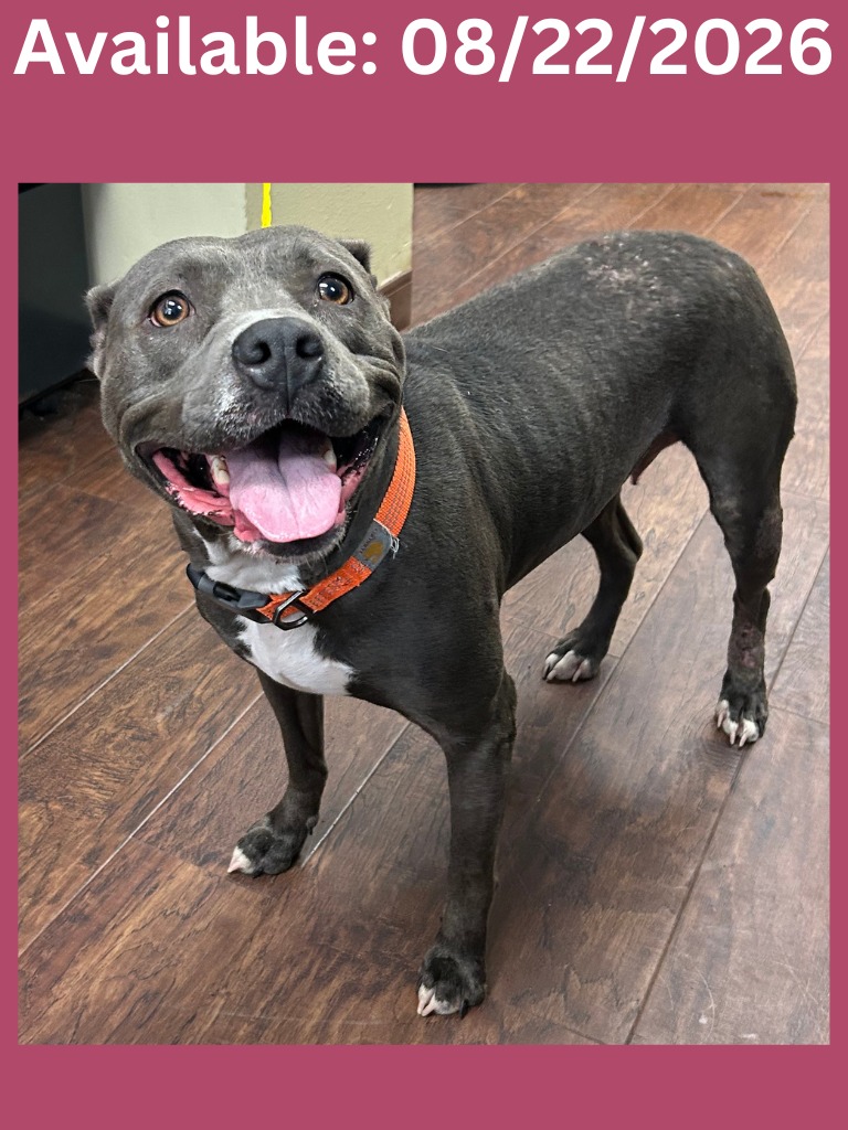Dog Kennel #27, a Pit Bull Terrier (mix breed), available for adoption