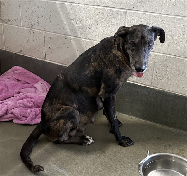 A035078, a Plott Hound (mix breed), available for adoption