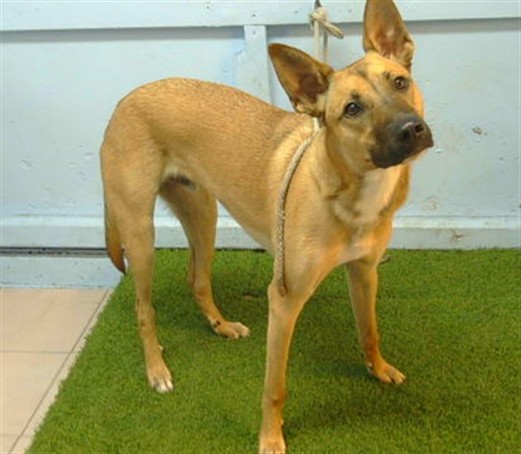 Worthy, a German Shepherd, available for adoption
