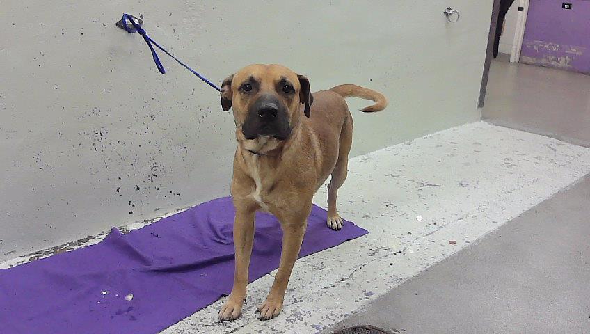 Hermes, a Black Mouth Cur (mix breed), available for adoption
