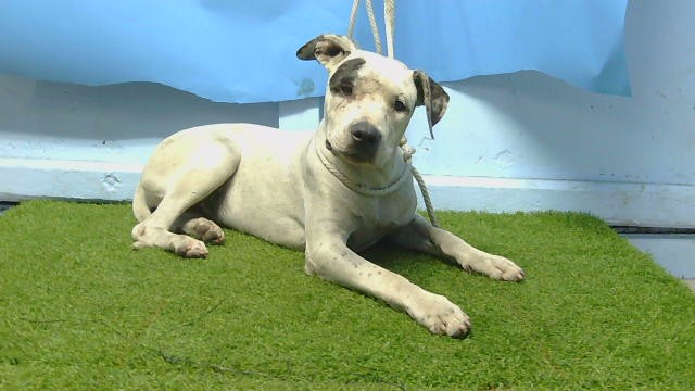 Lana, a Bullmastiff, available for adoption