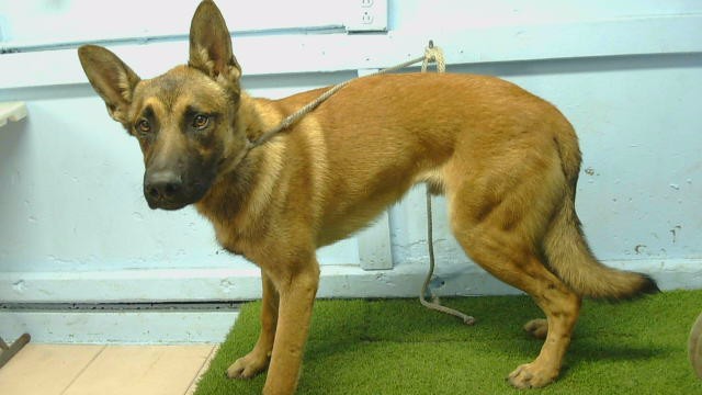 A5801203, a German Shepherd, available for adoption