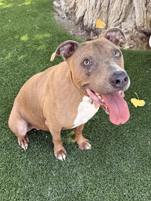 Lily, a Pit Bull Terrier, available for adoption