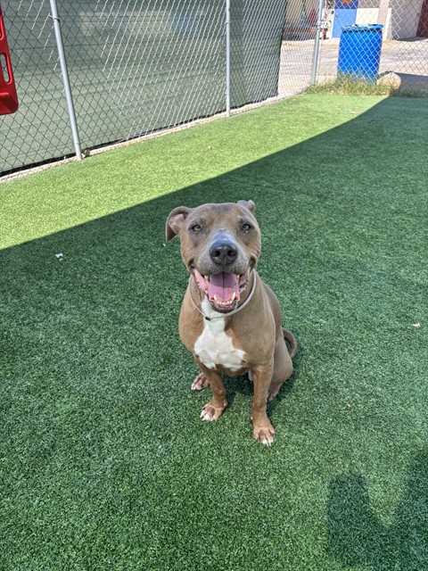 Lily, a Pit Bull Terrier, available for adoption