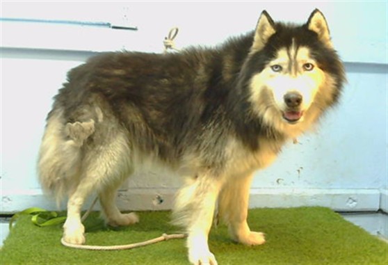 A5801490, a Alaskan Malamute, available for adoption