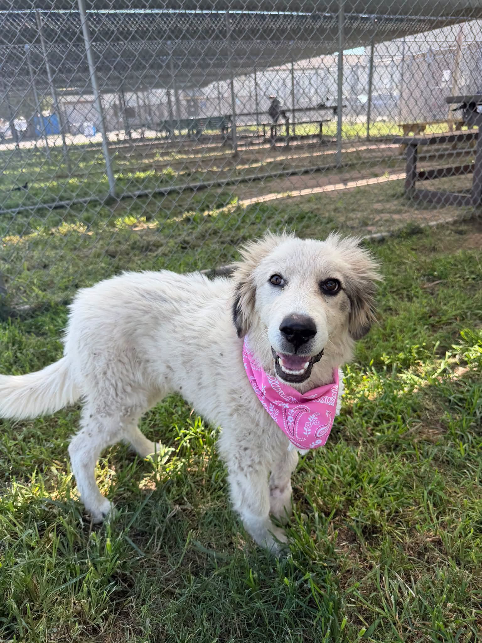 Misty, a Great Pyrenees (mix breed), available for adoption