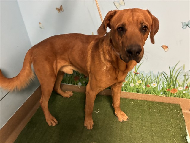 A5801760, a Rhodesian Ridgeback, available for adoption