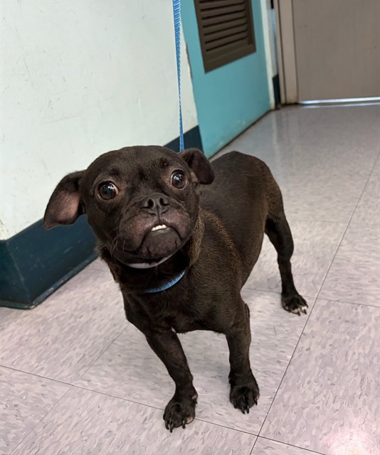 A5801103, a Pug, available for adoption