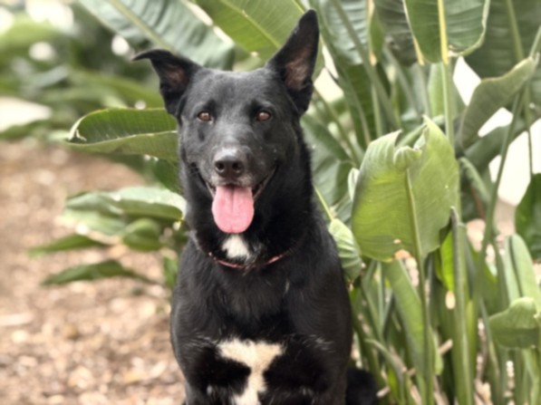 Pepper, a Flat-coated Retriever (mix breed), available for adoption