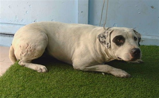 A5801883, a Bullmastiff, available for adoption