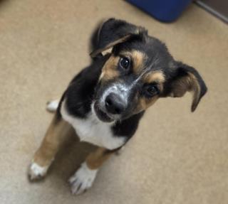 Leo, a Shepherd (mix breed), available for adoption
