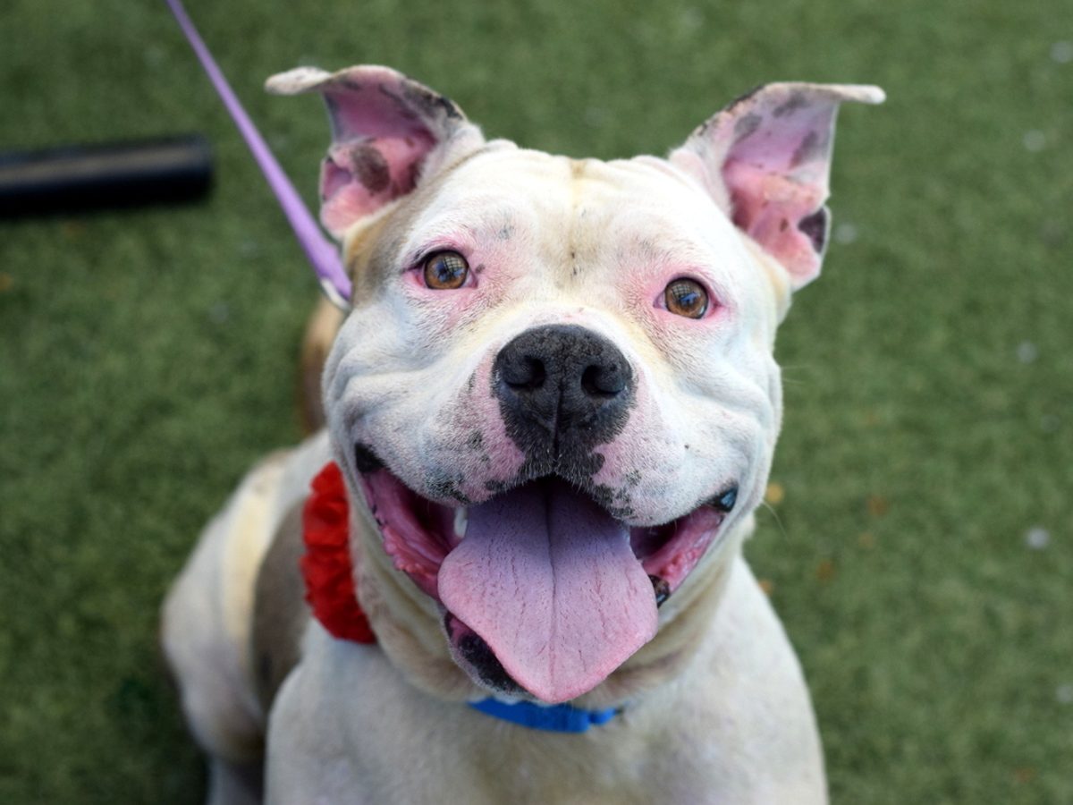 Queen Hera, a Pit Bull Terrier, available for adoption